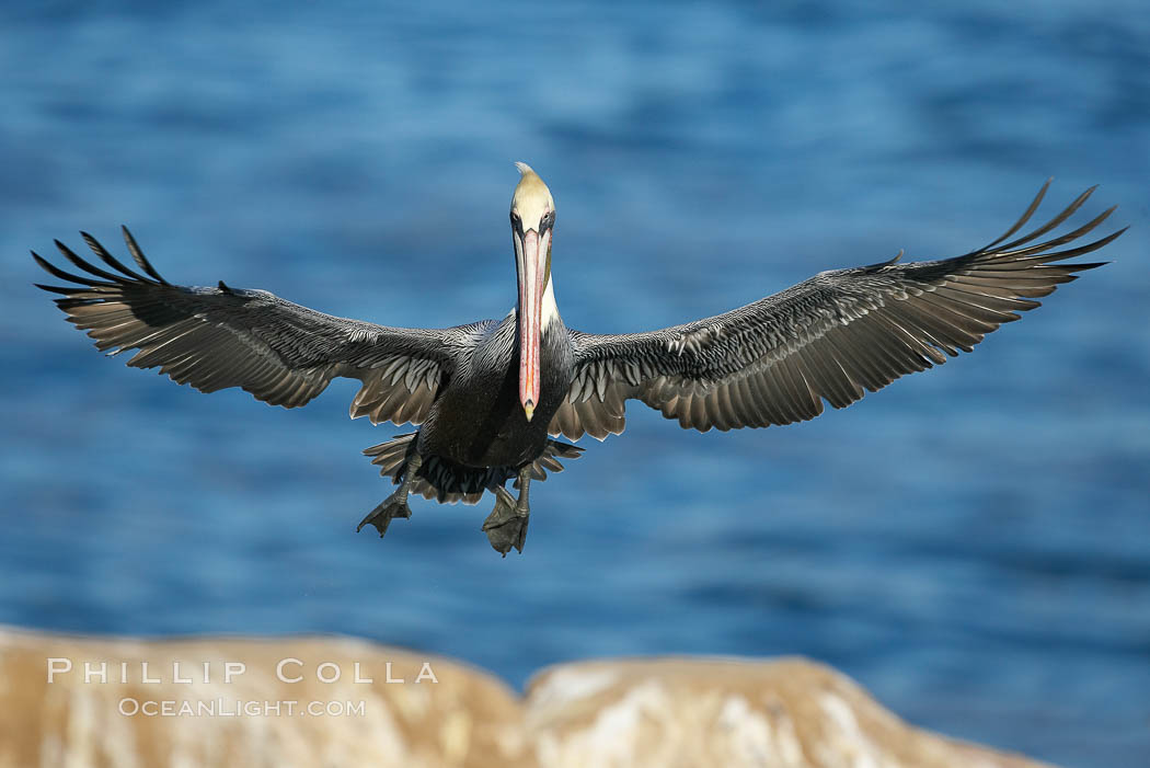 Brown pelican slows to land, spreading its large wings wide to brake. La Jolla, California, USA, Pelecanus occidentalis, Pelecanus occidentalis californicus, natural history stock photograph, photo id 20085