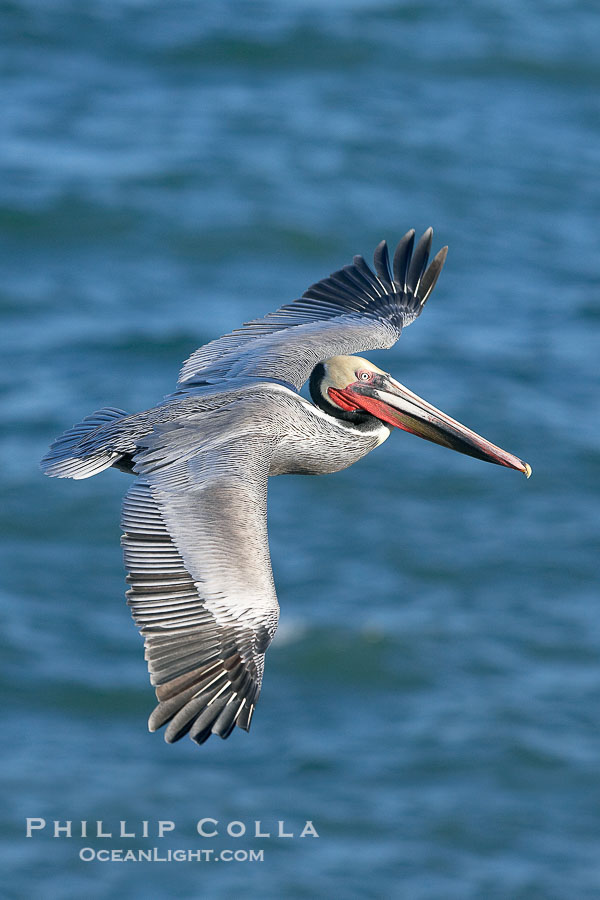California brown pelican in flight, soaring over the ocean with its huge wings outstretched.  Adult winter breeding plumage.  The wingspan of the brown pelican can be over 7 feet wide. The California race of the brown pelican holds endangered species status., Pelecanus occidentalis, Pelecanus occidentalis californicus, natural history stock photograph, photo id 20093