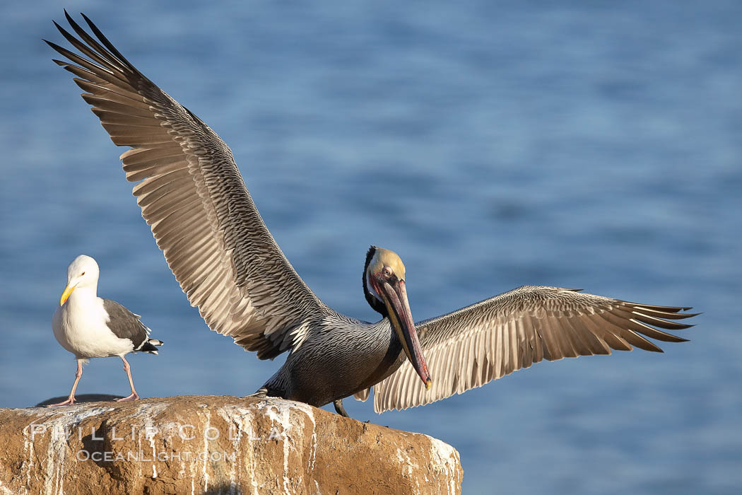 Brown pelican spreads its large wings as it balances on a perch above the ocean, displaying adult winter plumage.  This large seabird has a wingspan over 7 feet wide. The California race of the brown pelican holds endangered species status, due largely to predation in the early 1900s and to decades of poor reproduction caused by DDT poisoning. La Jolla, USA, Pelecanus occidentalis, Pelecanus occidentalis californicus, natural history stock photograph, photo id 20265