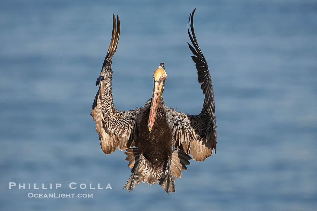 California brown pelican spreads its wings wide as it slows before landing on seacliffs. La Jolla, California, USA, Pelecanus occidentalis, Pelecanus occidentalis californicus, natural history stock photograph, photo id 20269