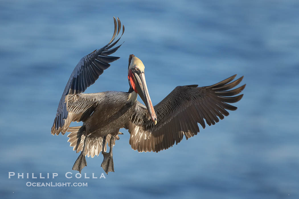California brown pelican spreads its wings wide as it slows before landing on seacliffs., Pelecanus occidentalis, Pelecanus occidentalis californicus, natural history stock photograph, photo id 20281