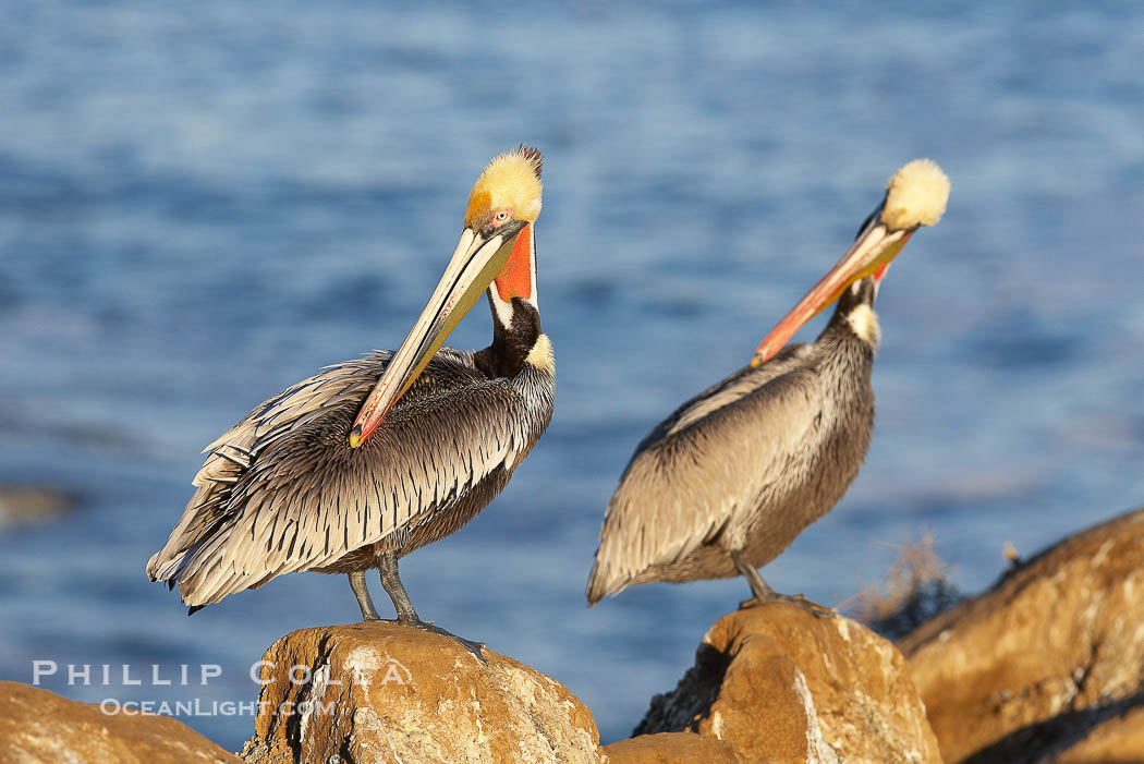 Pair of adult brown pelicans displaying winter breeding plumage with distinctive dark brown nape, yellow head feathers and red gular throat pouch., Pelecanus occidentalis, Pelecanus occidentalis californicus, natural history stock photograph, photo id 20301