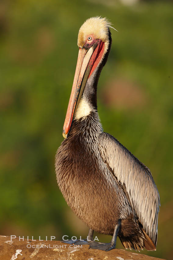 Brown pelican portrait, displaying winter breeding plumage with distinctive dark brown nape, yellow head feathers and red gular throat pouch. La Jolla, California, USA, Pelecanus occidentalis, Pelecanus occidentalis californicus, natural history stock photograph, photo id 22532