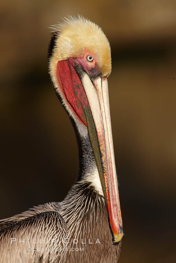 Brown pelican portrait, displaying winter breeding plumage with distinctive dark brown nape, yellow head feathers and red gular throat pouch, Pelecanus occidentalis, Pelecanus occidentalis californicus, La Jolla, California