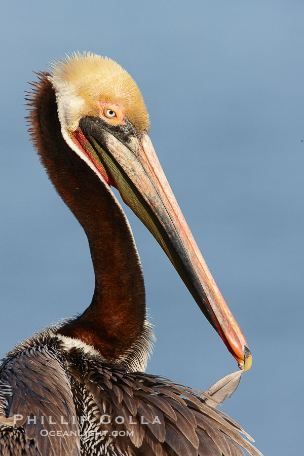 Brown pelican preening, cleaning its feathers after foraging on the ocean, with distinctive winter breeding plumage with distinctive dark brown nape, yellow head feathers and red gular throat pouch., Pelecanus occidentalis, Pelecanus occidentalis californicus, natural history stock photograph, photo id 22537
