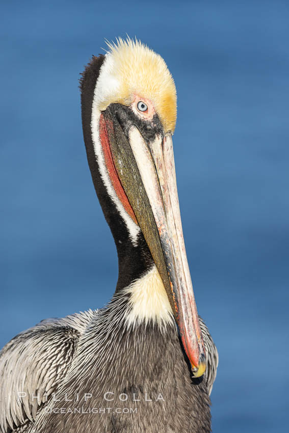 California brown pelican portrait with breeding plumage, note the striking red throat, yellow and white head, Pelecanus occidentalis, Pelecanus occidentalis californicus, La Jolla