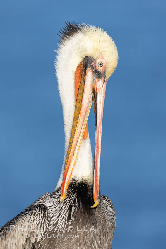 California brown pelican portrait with breeding plumage, note the striking red throat, yellow and white head. La Jolla, USA, Pelecanus occidentalis, Pelecanus occidentalis californicus, natural history stock photograph, photo id 37612
