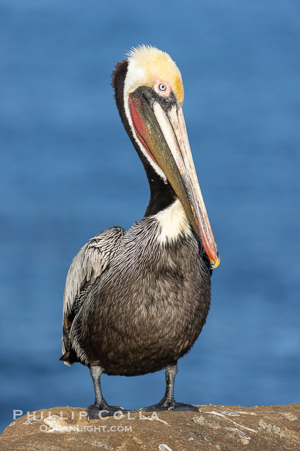 California brown pelican portrait with breeding plumage, note the striking red throat, yellow and white head., Pelecanus occidentalis, Pelecanus occidentalis californicus, natural history stock photograph, photo id 37611