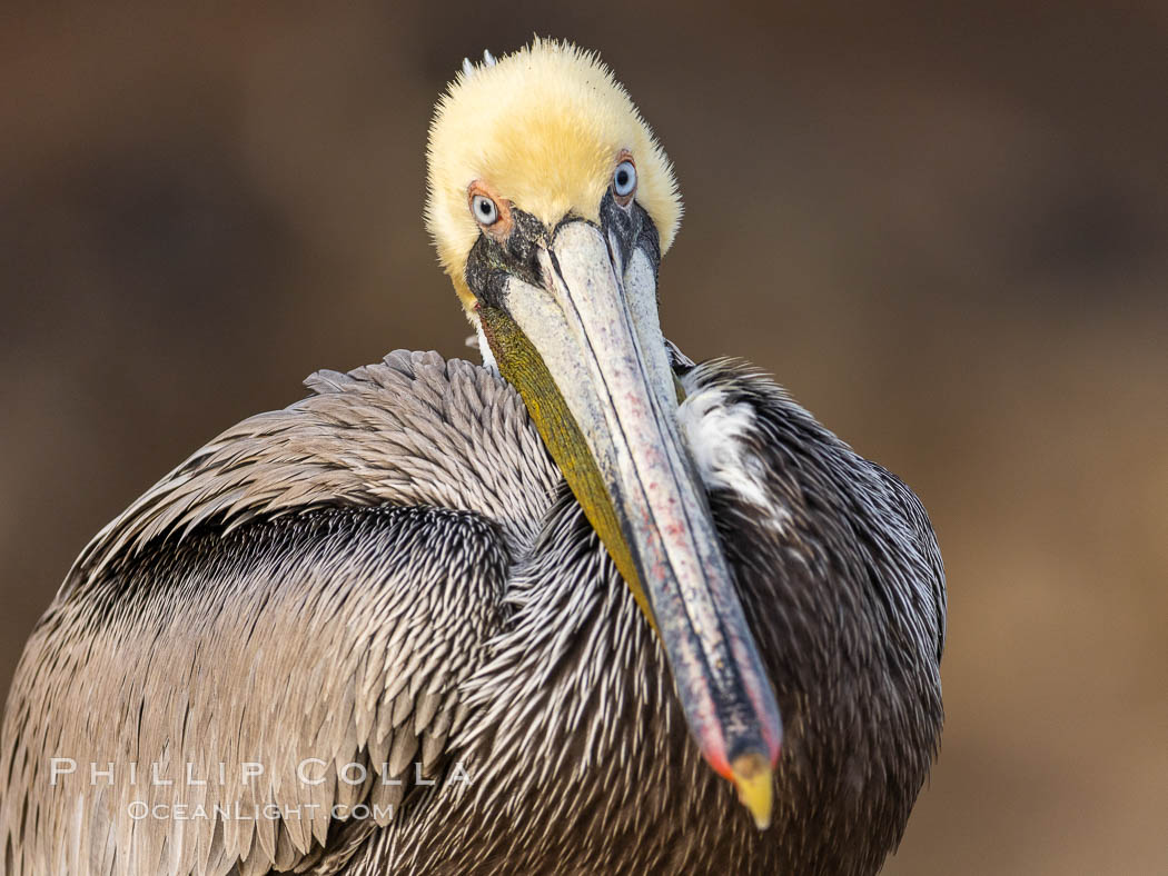 California brown pelican portrait, gold-colored ocean cliffs lit at sunrise in the background., Pelecanus occidentalis, Pelecanus occidentalis californicus, natural history stock photograph, photo id 37689