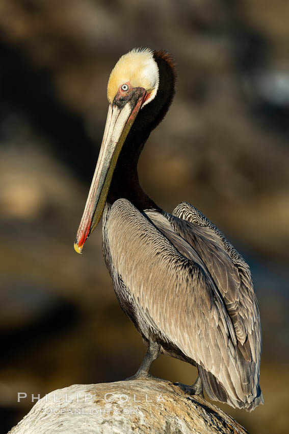 Brown pelican portrait, displaying winter plumage with distinctive yellow head feathers and colorful gular throat pouch. La Jolla, California, USA, Pelecanus occidentalis, Pelecanus occidentalis californicus, natural history stock photograph, photo id 36710