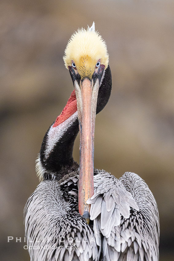 California Brown Pelican Portrait With Twisted Neck, overcast light, winter adult breeding plumage, head twisted to face backwards as it preens, eyes locked on camera. La Jolla, USA, Pelecanus occidentalis, Pelecanus occidentalis californicus, natural history stock photograph, photo id 38861