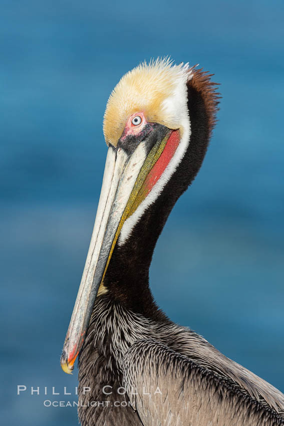 Brown pelican portrait, displaying winter breeding plumage with distinctive dark brown nape, yellow head feathers and red gular throat pouch. La Jolla, California, USA, Pelecanus occidentalis, Pelecanus occidentalis californicus, natural history stock photograph, photo id 29088