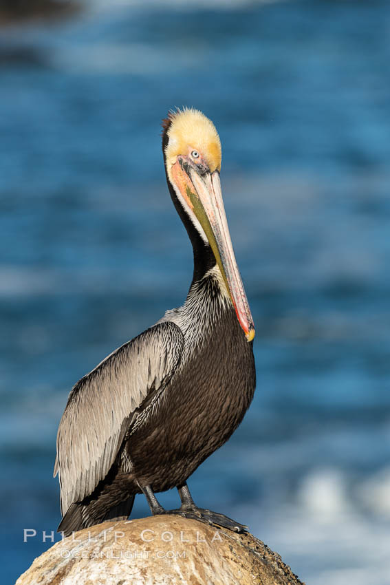 Brown pelican portrait, displaying winter plumage with distinctive yellow head feathers and colorful gular throat pouch. La Jolla, California, USA, Pelecanus occidentalis, Pelecanus occidentalis californicus, natural history stock photograph, photo id 36684