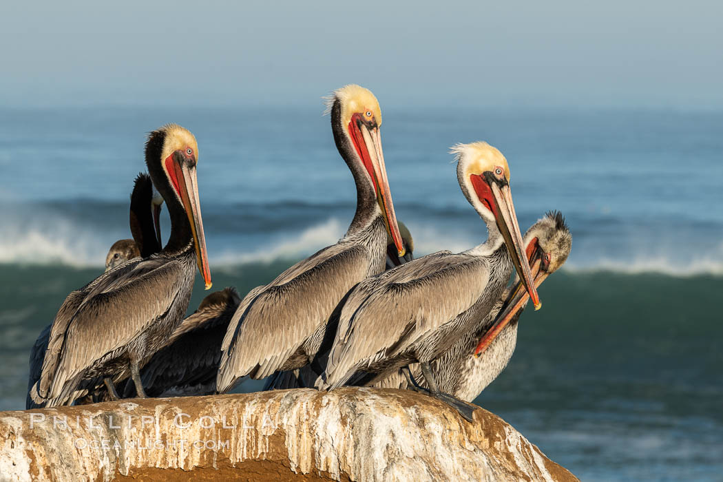 Brown pelican portrait, displaying winter plumage with distinctive yellow head feathers and colorful gular throat pouch. La Jolla, California, USA, Pelecanus occidentalis, Pelecanus occidentalis californicus, natural history stock photograph, photo id 36688