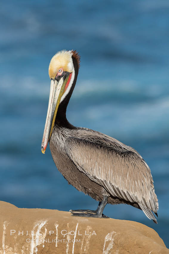 Brown pelican portrait, displaying winter breeding plumage with distinctive dark brown nape, yellow head feathers and red gular throat pouch, Pelecanus occidentalis, Pelecanus occidentalis californicus, La Jolla, California