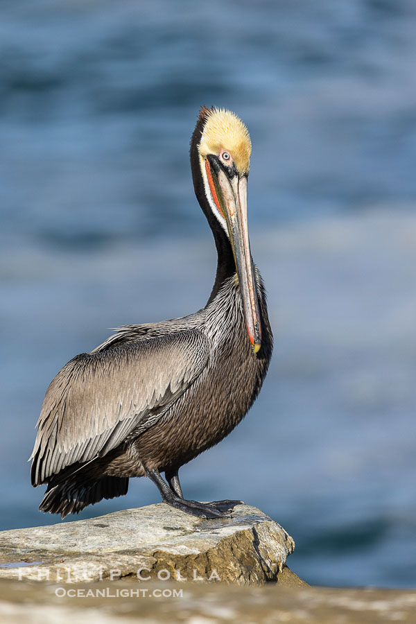 Brown pelican portrait, displaying winter plumage with distinctive yellow head feathers and colorful gular throat pouch., Pelecanus occidentalis, Pelecanus occidentalis californicus, natural history stock photograph, photo id 36745