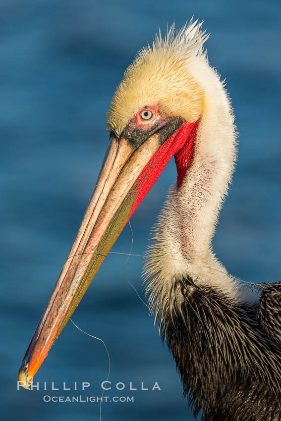 Brown pelican, entangled in monofilament fishing line, showing winter mating plumage colors. La Jolla, California, USA, Pelecanus occidentalis, Pelecanus occidentalis californicus, natural history stock photograph, photo id 28966