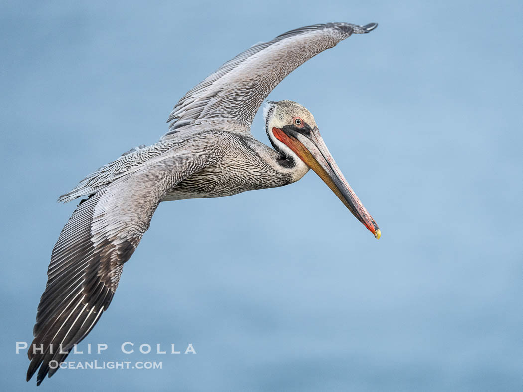 Brown pelican soaring in flight with wings fully outstretched. The wingspan of the brown pelican is over 7 feet wide. The California race of the brown pelican holds endangered species status., Pelecanus occidentalis, Pelecanus occidentalis californicus, natural history stock photograph, photo id 40811