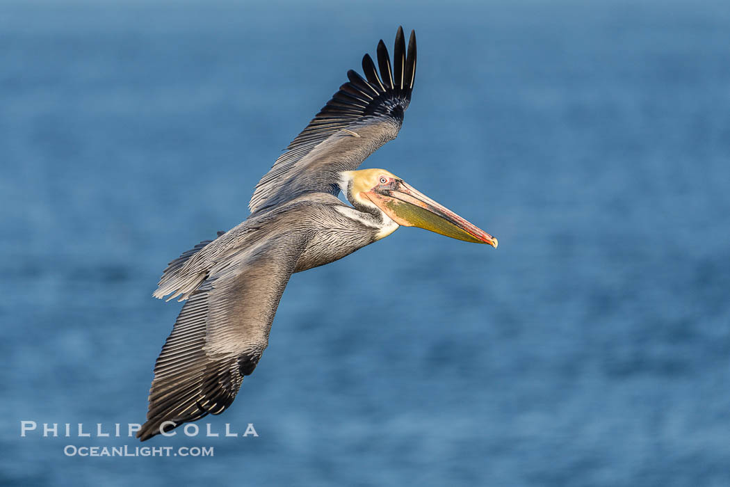 Brown pelican soaring in flight with wings fully outstretched. The wingspan of the brown pelican is over 7 feet wide. The California race of the brown pelican holds endangered species status., Pelecanus occidentalis, Pelecanus occidentalis californicus, natural history stock photograph, photo id 40785