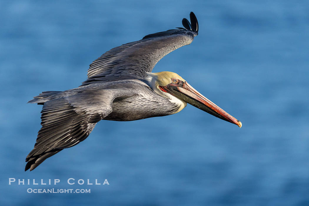 California Brown Pelican Soaring over the Ocean., Pelecanus occidentalis, Pelecanus occidentalis californicus, natural history stock photograph, photo id 38612