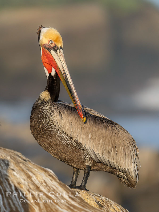 California brown pelican, showing characteristic winter plumage including red/olive throat, brown hindneck, yellow and white head colors., Pelecanus occidentalis, Pelecanus occidentalis californicus, natural history stock photograph, photo id 41549