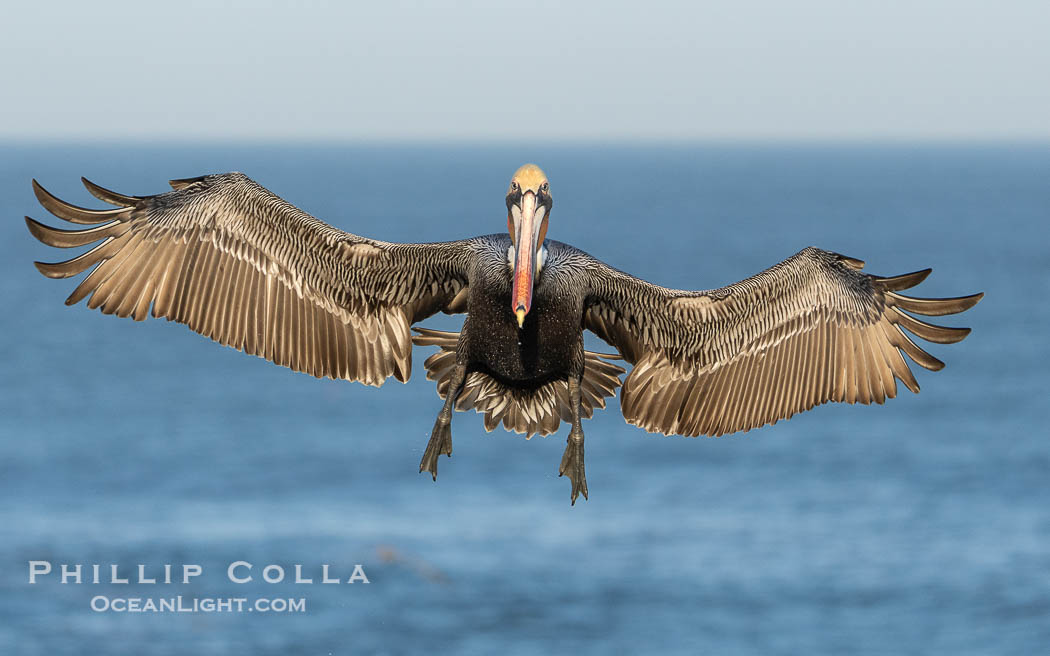 California Brown Pelican with Wings Outstretched Ready to Land on Ocean Cliffs in La Jolla, early morning light., Pelecanus occidentalis californicus, Pelecanus occidentalis, natural history stock photograph, photo id 39886