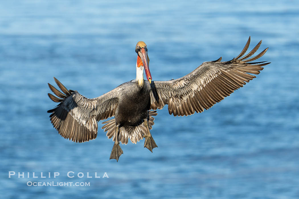 California Brown Pelican with Wings Outstretched Ready to Land on Ocean Cliffs in La Jolla, early morning light., Pelecanus occidentalis californicus, Pelecanus occidentalis, natural history stock photograph, photo id 39898