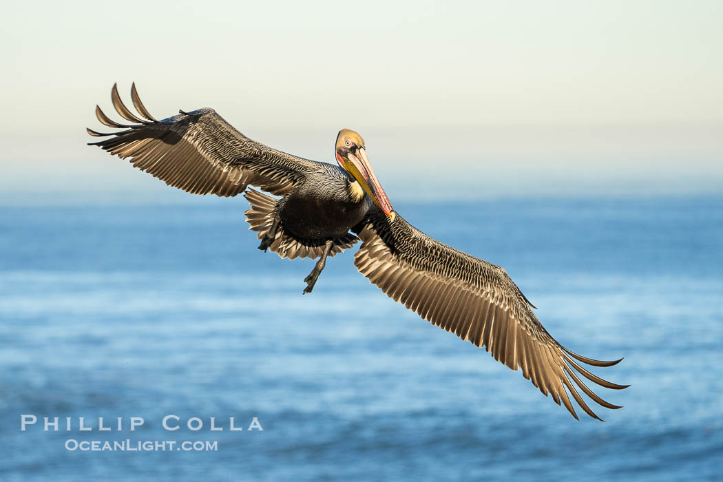 California Brown Pelican with Wings Outstretched Ready to Land on Ocean Cliffs in La Jolla, early morning light., Pelecanus occidentalis californicus, Pelecanus occidentalis, natural history stock photograph, photo id 39889