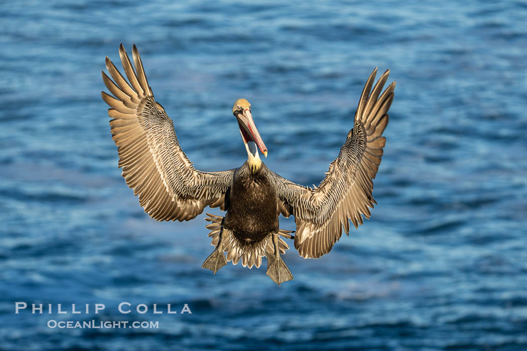 California Brown Pelican with Wings Outstretched Ready to Land on Ocean Cliffs in La Jolla, early morning light., Pelecanus occidentalis californicus, Pelecanus occidentalis, natural history stock photograph, photo id 39901