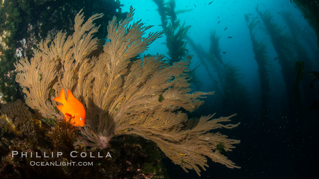 Garibaldi and California golden gorgonian on underwater rocky reef, San Clemente Island. The golden gorgonian is a filter-feeding temperate colonial species that lives on the rocky bottom at depths between 50 to 200 feet deep. Each individual polyp is a distinct animal, together they secrete calcium that forms the structure of the colony. Gorgonians are oriented at right angles to prevailing water currents to capture plankton drifting by. USA, Hypsypops rubicundus, Muricea californica, natural history stock photograph, photo id 30923