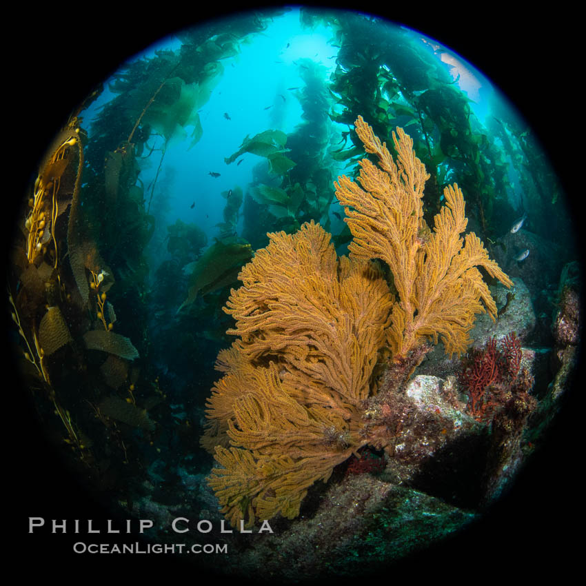 Golden gorgonian on underwater rocky reef, amid kelp forest, Catalina Island. California, USA, Muricea californica, natural history stock photograph, photo id 37256