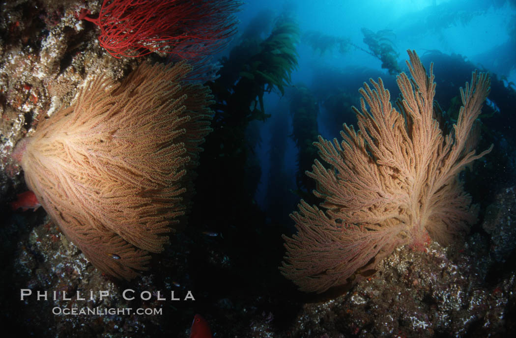 California Golden gorgonian in kelp forest. San Clemente Island, USA, Macrocystis pyrifera, Muricea californica, natural history stock photograph, photo id 01042