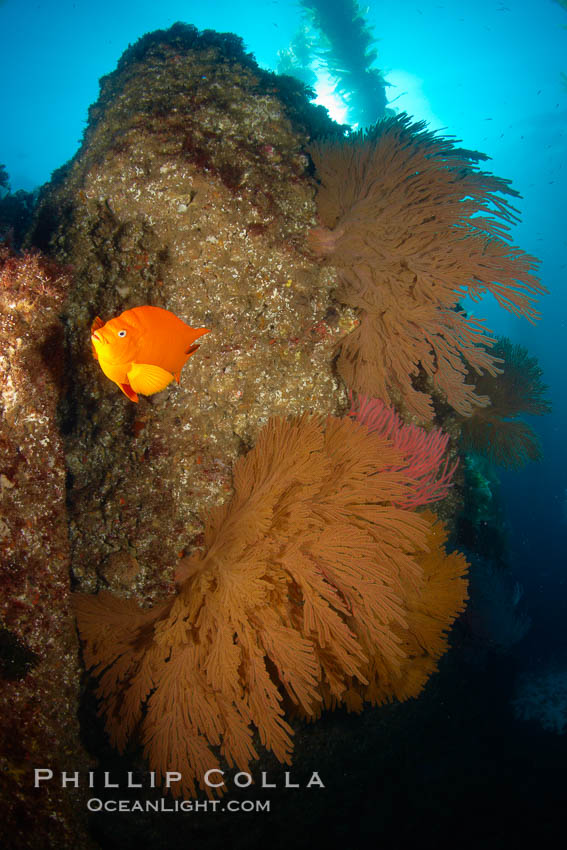 Garibaldi and California golden gorgonians on rocky reef, below kelp forest, underwater.  The golden gorgonian is a filter-feeding temperate colonial species that lives on the rocky bottom at depths between 50 to 200 feet deep.  Each individual polyp is a distinct animal, together they secrete calcium that forms the structure of the colony. Gorgonians are oriented at right angles to prevailing water currents to capture plankton drifting by. San Clemente Island, USA, Hypsypops rubicundus, Muricea californica, natural history stock photograph, photo id 23552