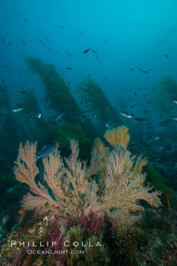 California golden gorgonian on underwater rocky reef below kelp forest, San Clemente Island. The golden gorgonian is a filter-feeding temperate colonial species that lives on the rocky bottom at depths between 50 to 200 feet deep. Each individual polyp is a distinct animal, together they secrete calcium that forms the structure of the colony. Gorgonians are oriented at right angles to prevailing water currents to capture plankton drifting by, San Clemente Island. The golden gorgonian is a filter-feeding temperate colonial species that lives on the rocky bottom at depths between 50 to 200 feet deep. Each individual polyp is a distinct animal, together they secrete calcium that forms the structure of the colony. Gorgonians are oriented at right angles to prevailing water currents to capture plankton drifting by. USA, Muricea californica, natural history stock photograph, photo id 30904