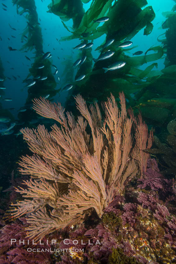 California golden gorgonian on underwater rocky reef below kelp forest, San Clemente Island. The golden gorgonian is a filter-feeding temperate colonial species that lives on the rocky bottom at depths between 50 to 200 feet deep. Each individual polyp is a distinct animal, together they secrete calcium that forms the structure of the colony. Gorgonians are oriented at right angles to prevailing water currents to capture plankton drifting by, San Clemente Island. The golden gorgonian is a filter-feeding temperate colonial species that lives on the rocky bottom at depths between 50 to 200 feet deep. Each individual polyp is a distinct animal, together they secrete calcium that forms the structure of the colony. Gorgonians are oriented at right angles to prevailing water currents to capture plankton drifting by. USA, Muricea californica, natural history stock photograph, photo id 30908