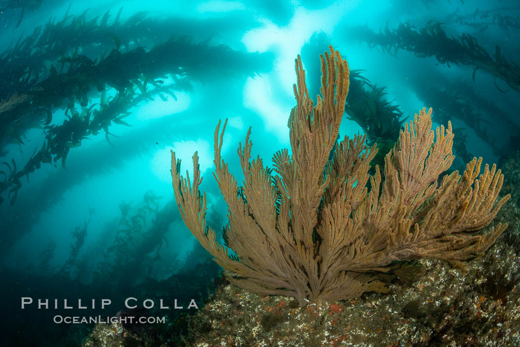 California golden gorgonian on underwater rocky reef below kelp forest, San Clemente Island. The golden gorgonian is a filter-feeding temperate colonial species that lives on the rocky bottom at depths between 50 to 200 feet deep. Each individual polyp is a distinct animal, together they secrete calcium that forms the structure of the colony. Gorgonians are oriented at right angles to prevailing water currents to capture plankton drifting by. USA, Muricea californica, natural history stock photograph, photo id 37096