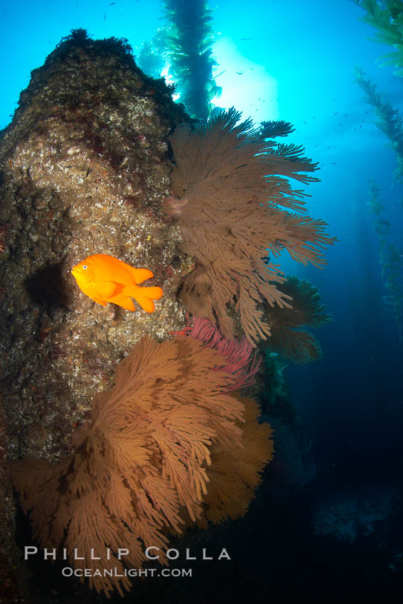Garibaldi and California golden gorgonians on rocky reef, below kelp forest, underwater.  The golden gorgonian is a filter-feeding temperate colonial species that lives on the rocky bottom at depths between 50 to 200 feet deep.  Each individual polyp is a distinct animal, together they secrete calcium that forms the structure of the colony. Gorgonians are oriented at right angles to prevailing water currents to capture plankton drifting by, Muricea californica, Hypsypops rubicundus, San Clemente Island
