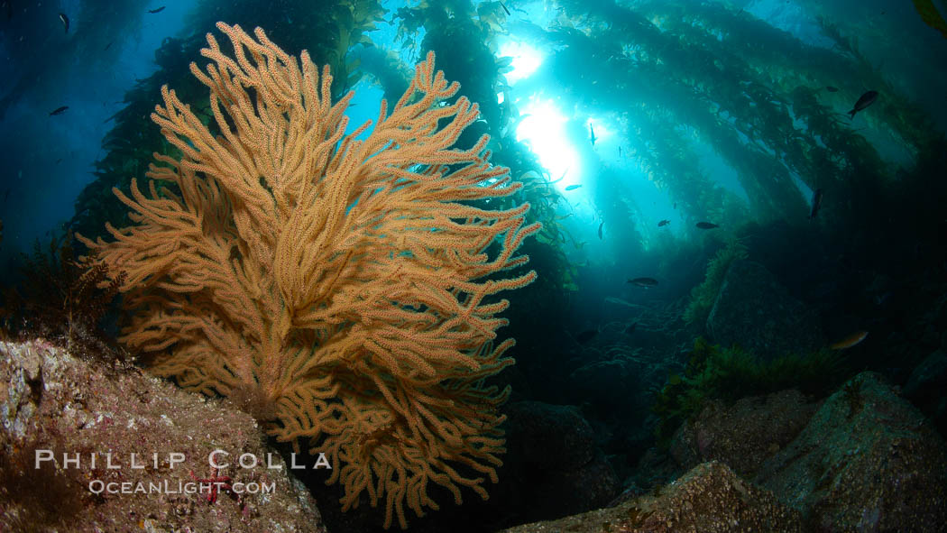 Golden gorgonian and kelp forest, underwater. Catalina Island, California, USA, Muricea californica, natural history stock photograph, photo id 23503