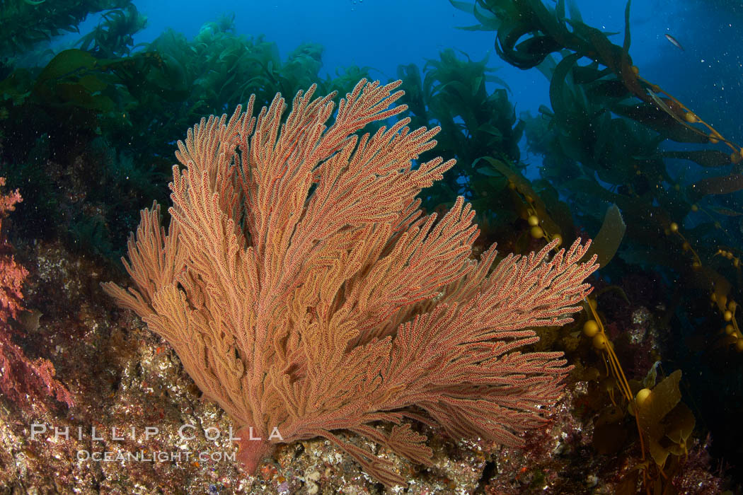 California golden gorgonian on rocky reef, below kelp forest, underwater.  The golden gorgonian is a filter-feeding temperate colonial species that lives on the rocky bottom at depths between 50 to 200 feet deep.  Each individual polyp is a distinct animal, together they secrete calcium that forms the structure of the colony. Gorgonians are oriented at right angles to prevailing water currents to capture plankton drifting by. San Clemente Island, USA, Macrocystis pyrifera, Muricea californica, natural history stock photograph, photo id 23523
