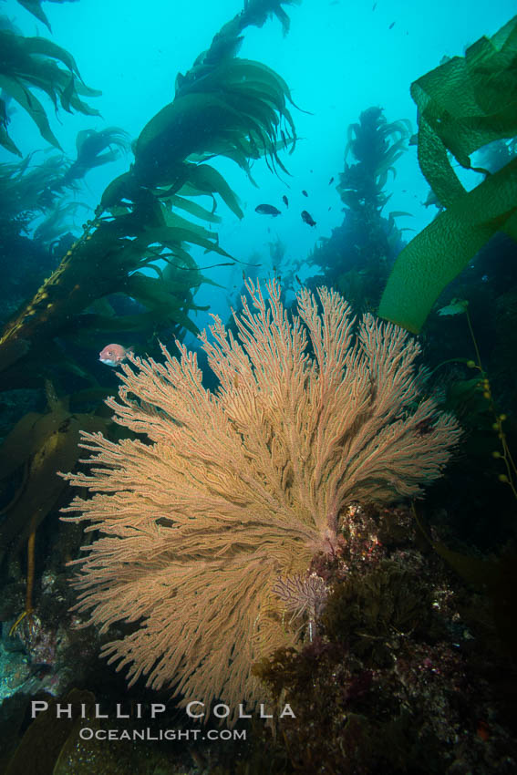 California golden gorgonian on underwater rocky reef below kelp forest, San Clemente Island. The golden gorgonian is a filter-feeding temperate colonial species that lives on the rocky bottom at depths between 50 to 200 feet deep. Each individual polyp is a distinct animal, together they secrete calcium that forms the structure of the colony. Gorgonians are oriented at right angles to prevailing water currents to capture plankton drifting by, San Clemente Island. The golden gorgonian is a filter-feeding temperate colonial species that lives on the rocky bottom at depths between 50 to 200 feet deep. Each individual polyp is a distinct animal, together they secrete calcium that forms the structure of the colony. Gorgonians are oriented at right angles to prevailing water currents to capture plankton drifting by. USA, Muricea californica, natural history stock photograph, photo id 30863