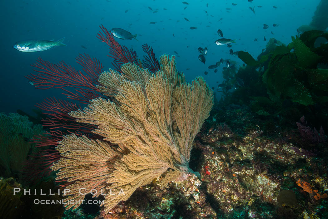 California golden gorgonian on underwater rocky reef, San Clemente Island. The golden gorgonian is a filter-feeding temperate colonial species that lives on the rocky bottom at depths between 50 to 200 feet deep. Each individual polyp is a distinct animal, together they secrete calcium that forms the structure of the colony. Gorgonians are oriented at right angles to prevailing water currents to capture plankton drifting by. USA, Muricea californica, natural history stock photograph, photo id 30899