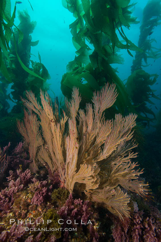 California golden gorgonian on underwater rocky reef below kelp forest, San Clemente Island. The golden gorgonian is a filter-feeding temperate colonial species that lives on the rocky bottom at depths between 50 to 200 feet deep. Each individual polyp is a distinct animal, together they secrete calcium that forms the structure of the colony. Gorgonians are oriented at right angles to prevailing water currents to capture plankton drifting by, San Clemente Island. The golden gorgonian is a filter-feeding temperate colonial species that lives on the rocky bottom at depths between 50 to 200 feet deep. Each individual polyp is a distinct animal, together they secrete calcium that forms the structure of the colony. Gorgonians are oriented at right angles to prevailing water currents to capture plankton drifting by. USA, Muricea californica, natural history stock photograph, photo id 30907