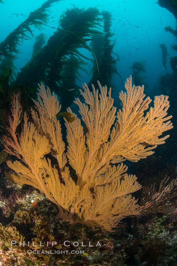 California golden gorgonian on underwater rocky reef below kelp forest, San Clemente Island. The golden gorgonian is a filter-feeding temperate colonial species that lives on the rocky bottom at depths between 50 to 200 feet deep. Each individual polyp is a distinct animal, together they secrete calcium that forms the structure of the colony. Gorgonians are oriented at right angles to prevailing water currents to capture plankton drifting by, San Clemente Island. The golden gorgonian is a filter-feeding temperate colonial species that lives on the rocky bottom at depths between 50 to 200 feet deep. Each individual polyp is a distinct animal, together they secrete calcium that forms the structure of the colony. Gorgonians are oriented at right angles to prevailing water currents to capture plankton drifting by. USA, Muricea californica, natural history stock photograph, photo id 30927