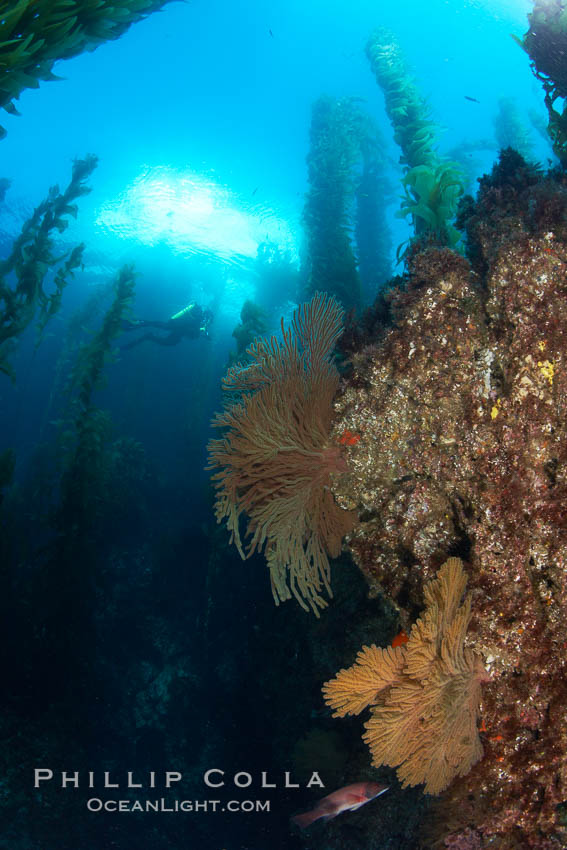 Gorgonians grow on rocky reef, kelp forest and a white boat floating on the surface can be seen in the background, underwater. San Clemente Island, California, USA, Muricea californica, natural history stock photograph, photo id 23461