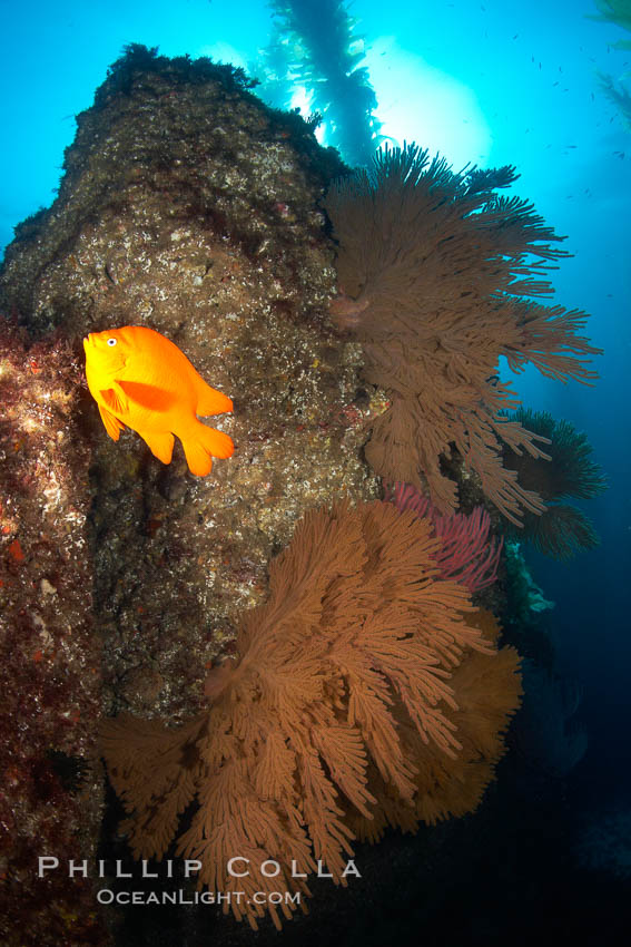 Garibaldi and California golden gorgonians on rocky reef, below kelp forest, underwater.  The golden gorgonian is a filter-feeding temperate colonial species that lives on the rocky bottom at depths between 50 to 200 feet deep.  Each individual polyp is a distinct animal, together they secrete calcium that forms the structure of the colony. Gorgonians are oriented at right angles to prevailing water currents to capture plankton drifting by. San Clemente Island, USA, Hypsypops rubicundus, Muricea californica, natural history stock photograph, photo id 23521
