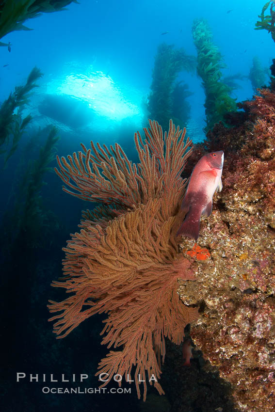 Gorgonians grow on rocky reef, kelp forest and a white boat floating on the surface can be seen in the background, underwater. San Clemente Island, California, USA, Muricea californica, Semicossyphus pulcher, natural history stock photograph, photo id 23537