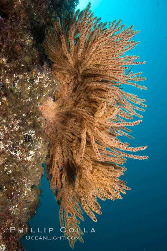 California golden gorgonian on rocky reef, underwater. The golden gorgonian is a filter-feeding temperate colonial species that lives on the rocky bottom at depths between 50 to 200 feet deep. Each individual polyp is a distinct animal, together they secrete calcium that forms the structure of the colony. Gorgonians are oriented at right angles to prevailing water currents to capture plankton drifting by, Muricea californica, San Clemente Island