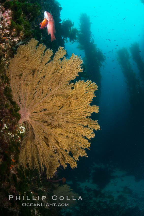 California golden gorgonian on underwater rocky reef below kelp forest, San Clemente Island. The golden gorgonian is a filter-feeding temperate colonial species that lives on the rocky bottom at depths between 50 to 200 feet deep. Each individual polyp is a distinct animal, together they secrete calcium that forms the structure of the colony. Gorgonians are oriented at right angles to prevailing water currents to capture plankton drifting by, San Clemente Island. The golden gorgonian is a filter-feeding temperate colonial species that lives on the rocky bottom at depths between 50 to 200 feet deep. Each individual polyp is a distinct animal, together they secrete calcium that forms the structure of the colony. Gorgonians are oriented at right angles to prevailing water currents to capture plankton drifting by. USA, Muricea californica, natural history stock photograph, photo id 30925