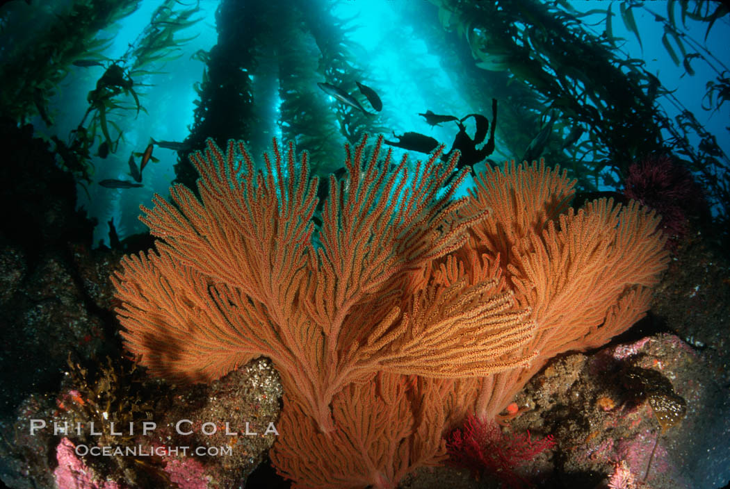 California Golden gorgonian in kelp forest. San Clemente Island, USA, Macrocystis pyrifera, Muricea californica, natural history stock photograph, photo id 01280