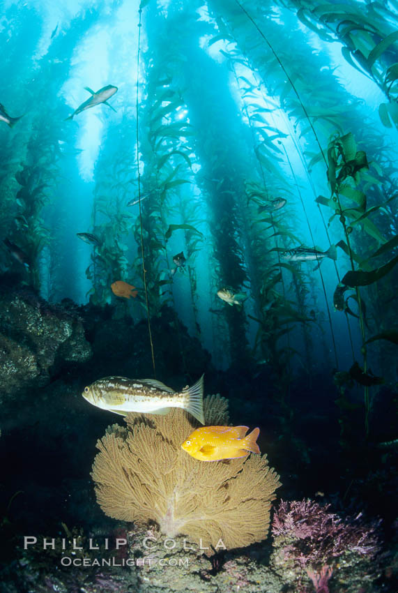 Gorgonian, garibaldi, kelp bass (calico bass) in kelp forest, San Clemente I. San Clemente Island, California, USA, Hypsypops rubicundus, Macrocystis pyrifera, Muricea californica, natural history stock photograph, photo id 01284